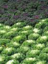 Assorted-45in-Kale-100711-2