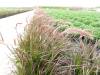 Beautiful Fountain Grass 082718 1